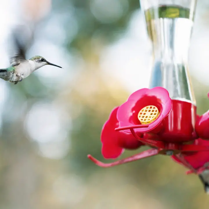 Can You Put Too Much Sugar in a Hummingbird Feeder? â Bond with your bird