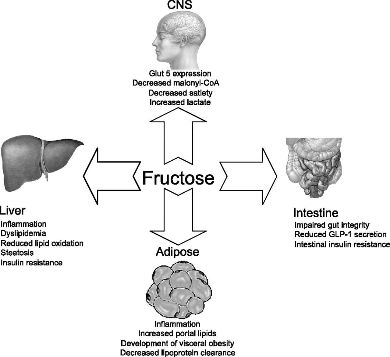 Death By Fructose: The Toxin to Avoid and Reasons Why