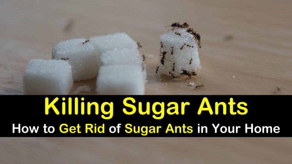 Killing Sugar Ants  How to Get Rid of Sugar Ants in Your Home